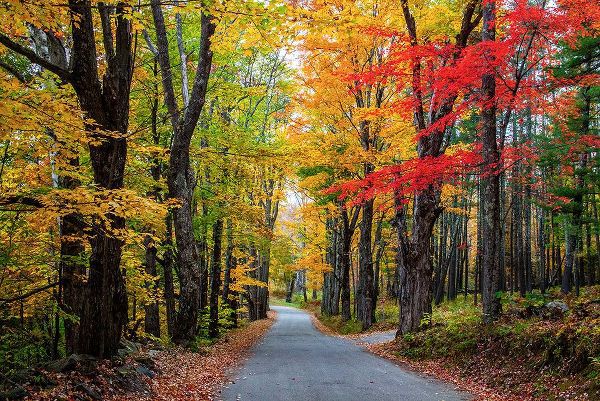 Gulin, Sylvia 아티스트의 USA-New Hampshire-tree-lined road with maple trees in Fall colors작품입니다.
